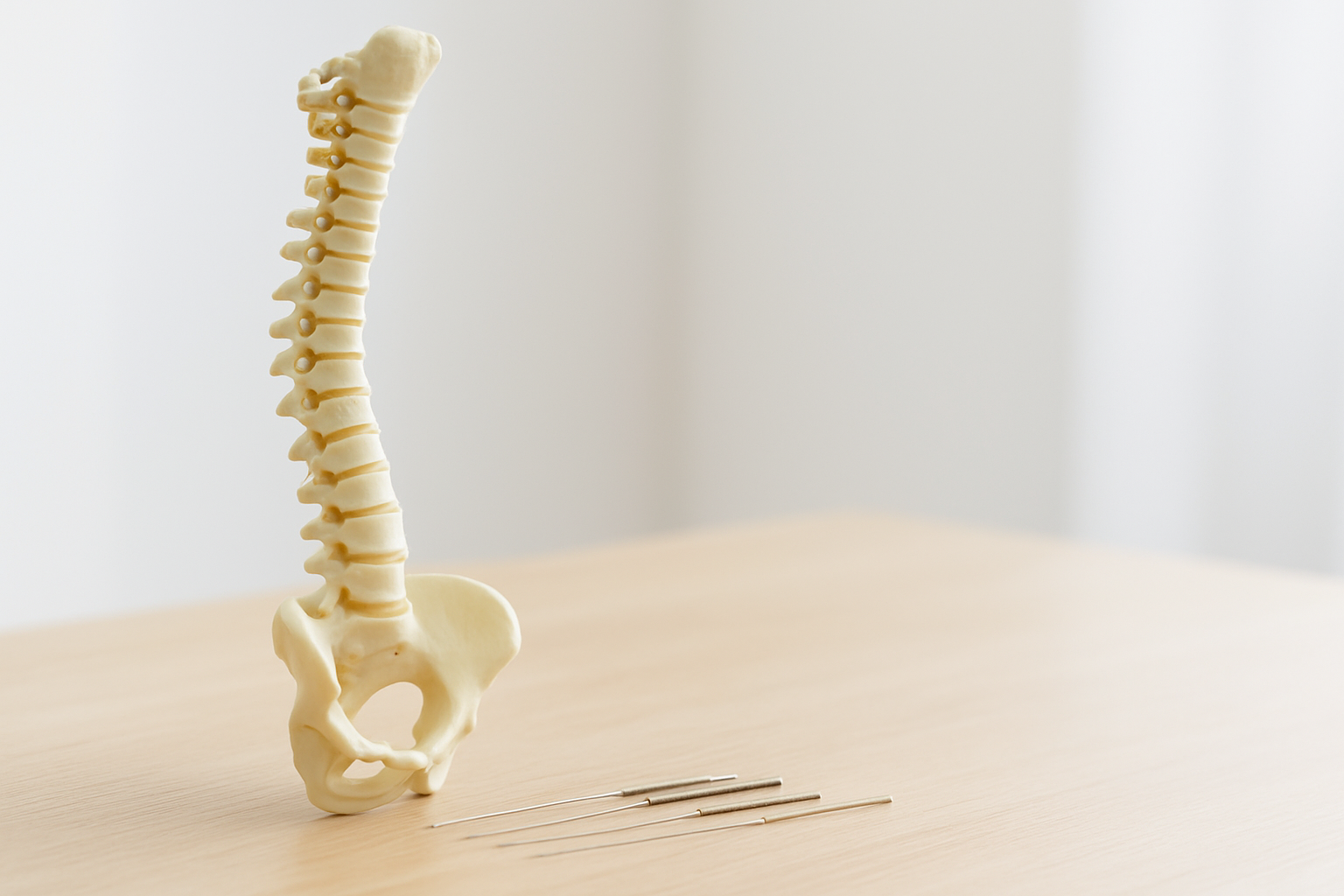 鍼灸 - anatomical spine model