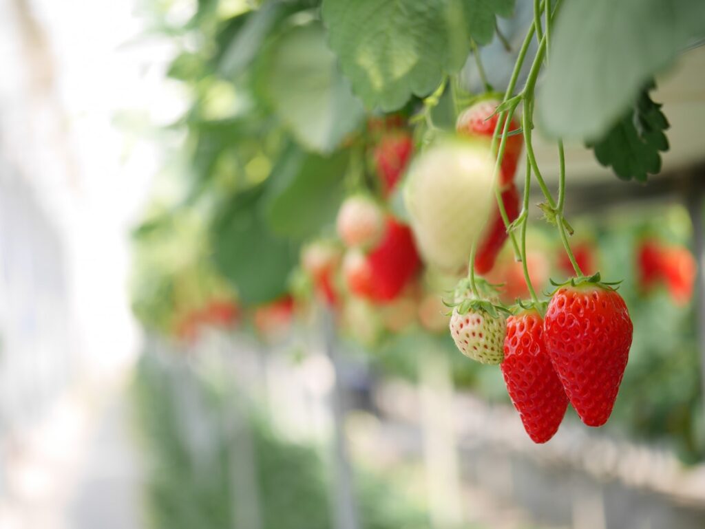千葉県若葉区のいちご狩り